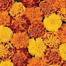 Marigold Bonanza (French)