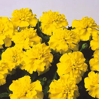 Marigold Bonanza (French)