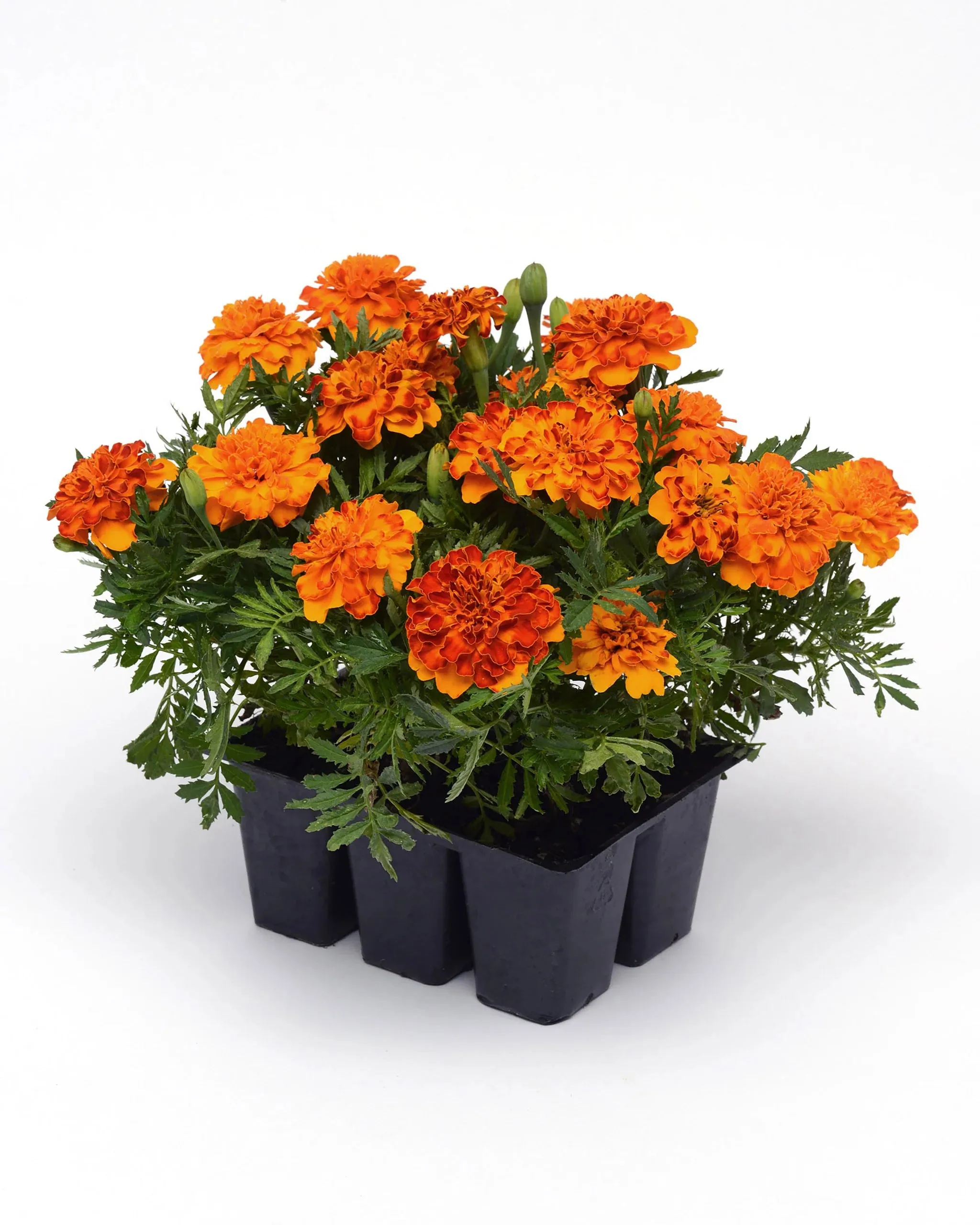 Marigold Bonanza (French)