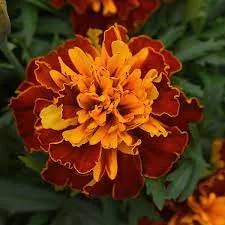 Marigold Bonanza (French)