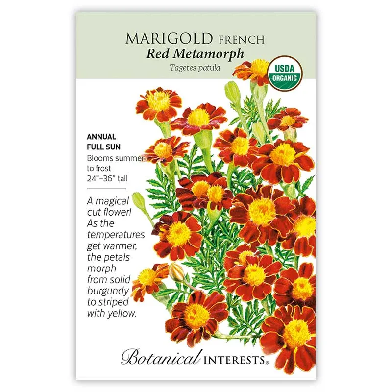 Red Metamorph French Marigold Seeds